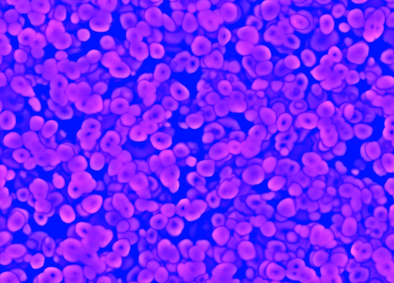 Organ/head perfusion devices